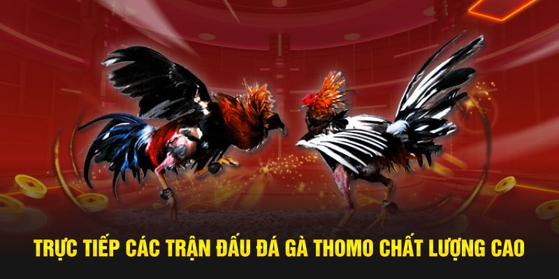 Hệ thống sóng trực tiếp đá gà Thomo